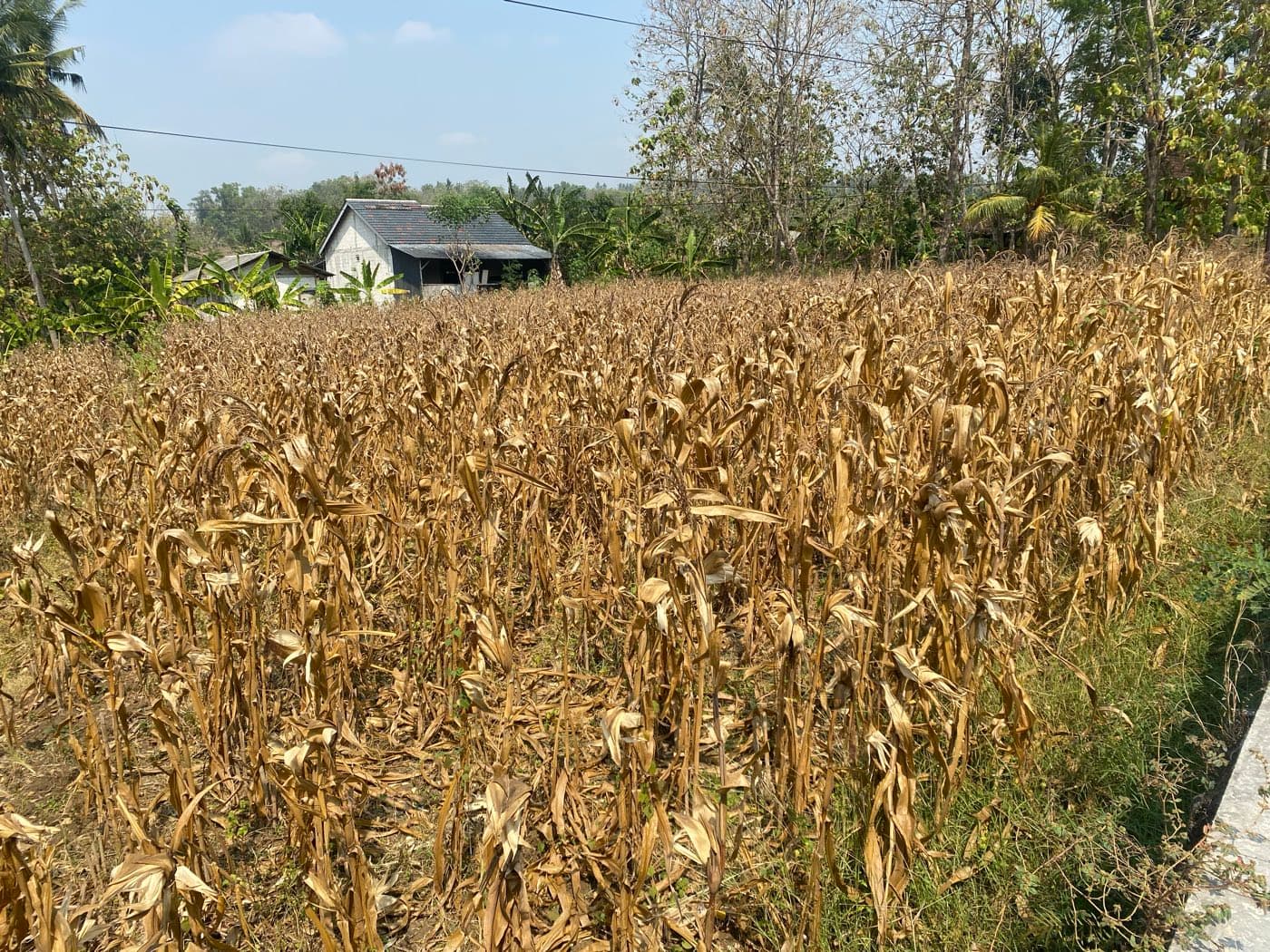 Tanaman jagung di Desa Garangan