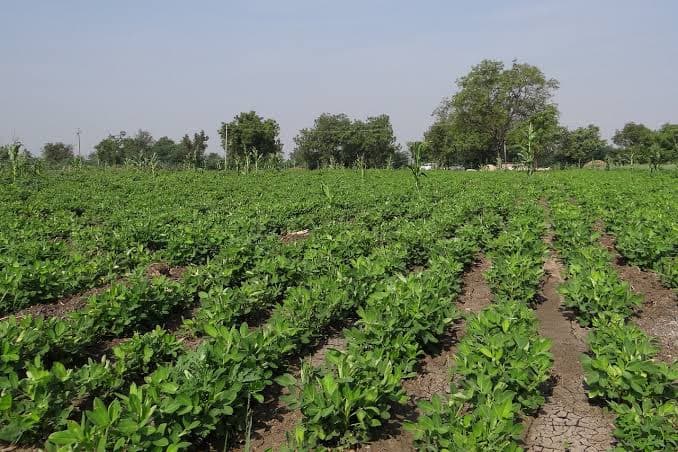 Tanaman kacang tanah di Desa Garangan