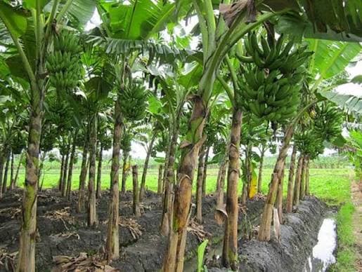 Tanaman pisang di Desa Garangan